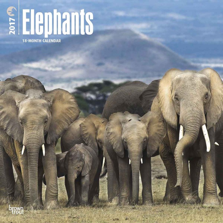 Kalender 2027 Elefant