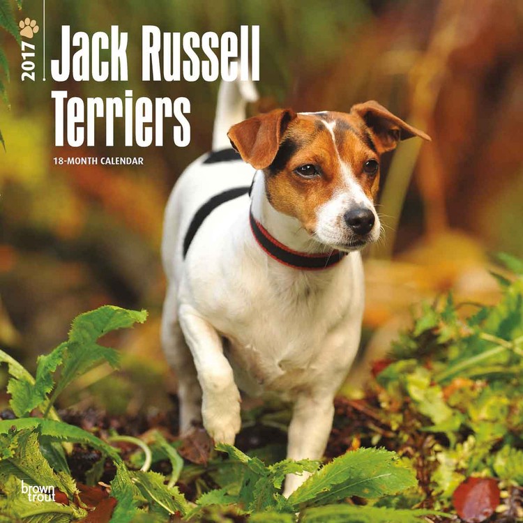 Kalender 2027 Jack Russell Terriers