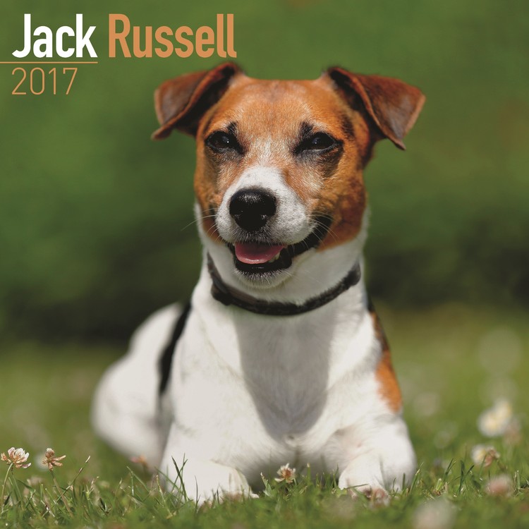 Naptár 2027 Jack Russell