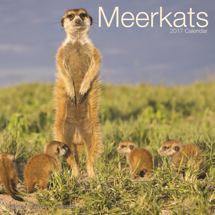 Kalender 2027 Meerkats