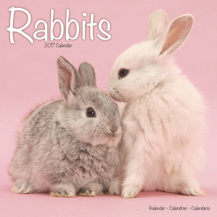 Kalender 2027 Rabbits