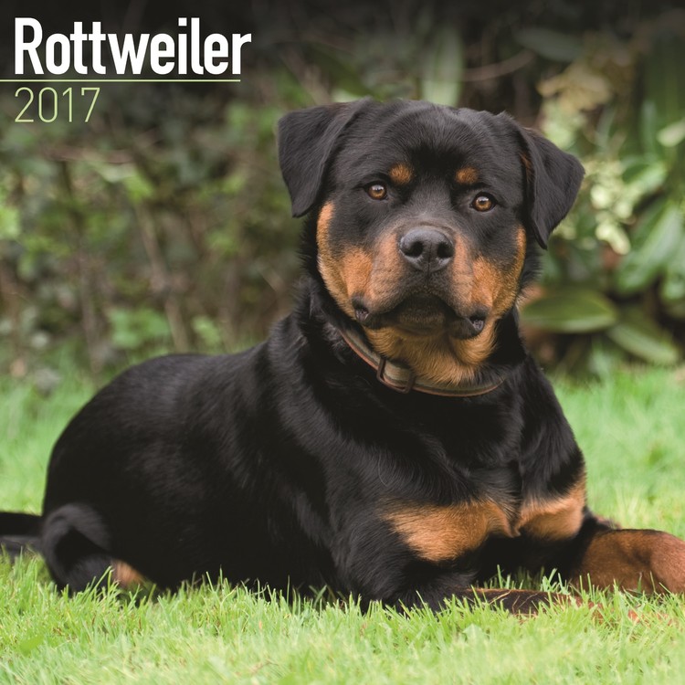 Naptár 2027 Rottweiler