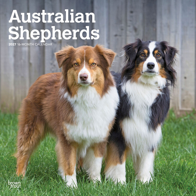 Kalender 2027 Australian Shepherds | 16-monatig