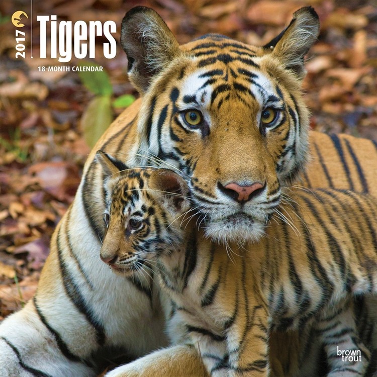 Kalender 2027 Tigre