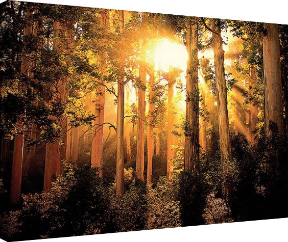 Schilderij op canvas Mario Moreno - Enchanted