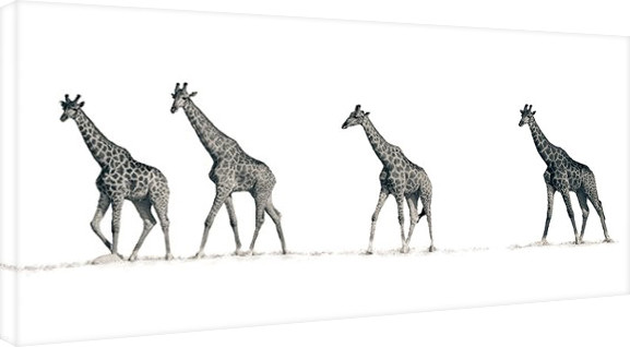 Obraz na płótnie Mario Moreno - The Giraffes