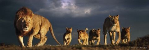 Poster Lions pride - steve bloom
