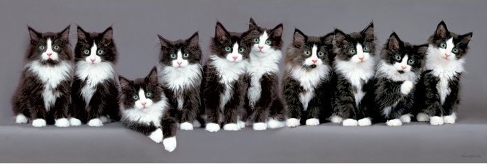 Poster Keith Kimberlin - 10 norwegian kittens