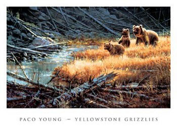 Kunstdruk Yellowstone Grizzlies