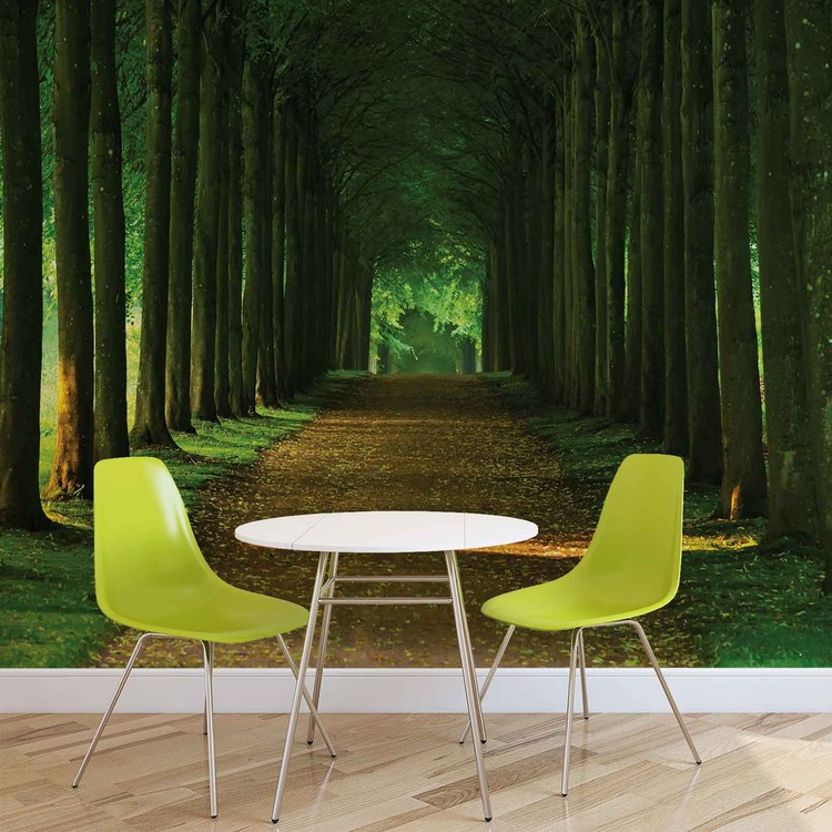 Papier peint Chemin Arbres Forêt Nature