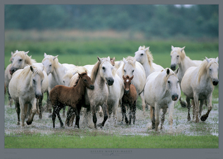 Umělecký tisk Chevaux de Camargue - France