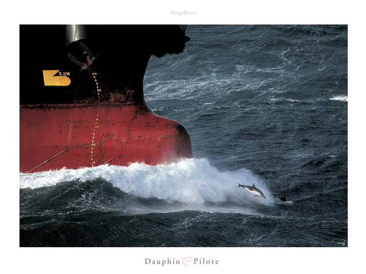 Reproducción de arte Dauphin pilote
