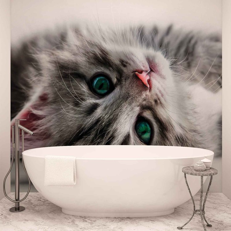 Fotomural Gatito