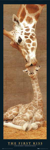 Plakát The first kiss - giraffes