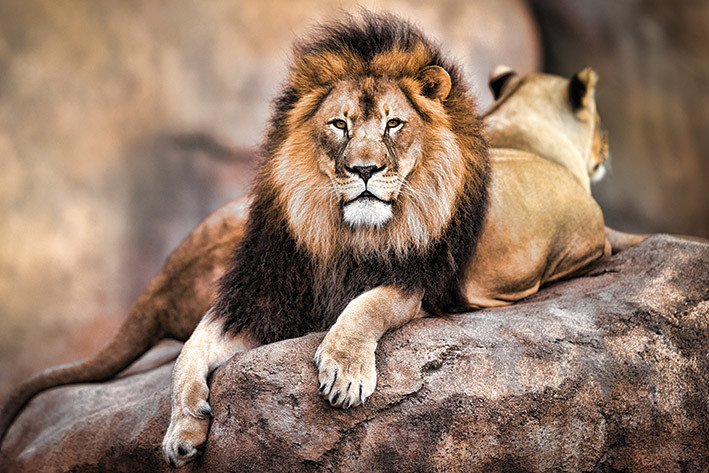 Plakát Lev - King of the Pride