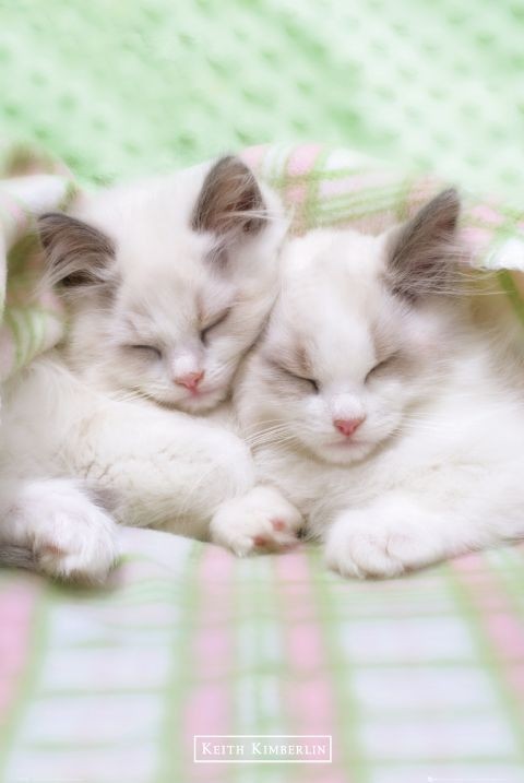 Poster Keith Kimberlin – sleepy cats