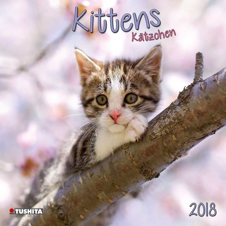 Kalender 2027 Kittens
