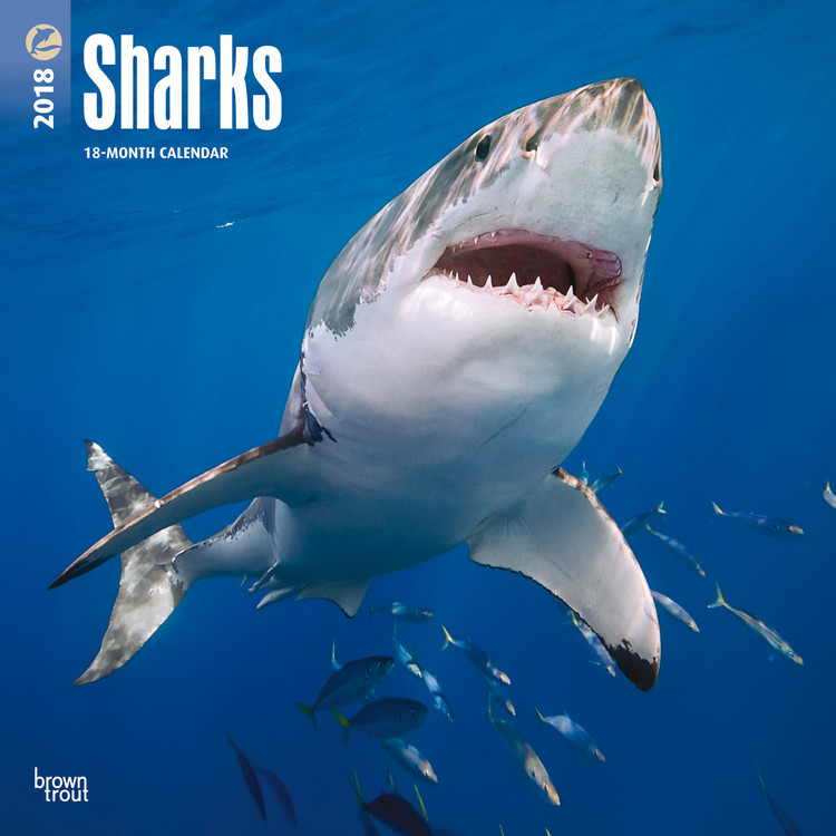 Kalender 2027 Sharks