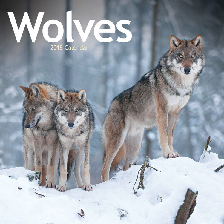 Kalender 2027 Wolves