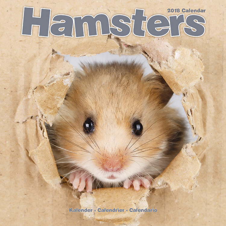 Kalender 2027 Hamsters