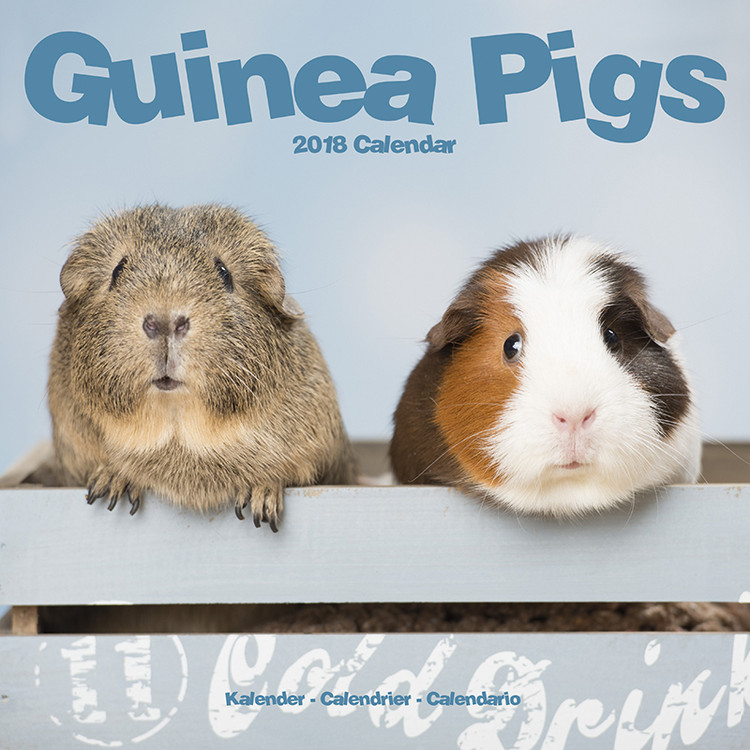 Calendrier 2027 Guinea Pigs