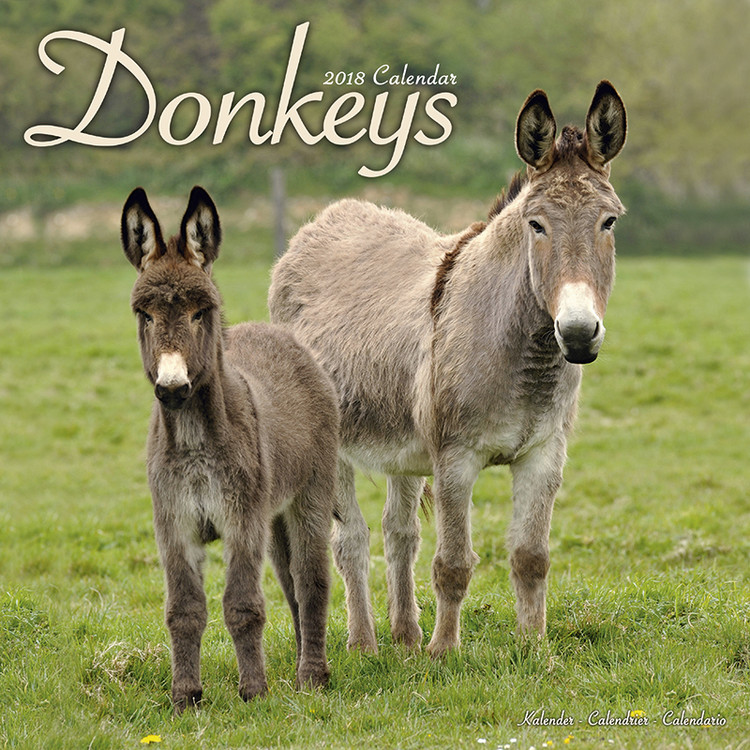 Kalender 2027 Donkeys