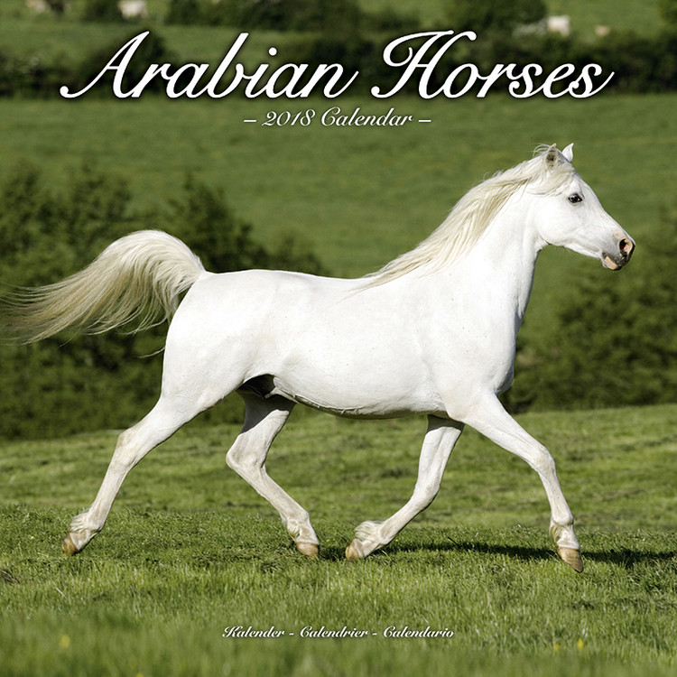 Naptár 2027 Arabian Horses