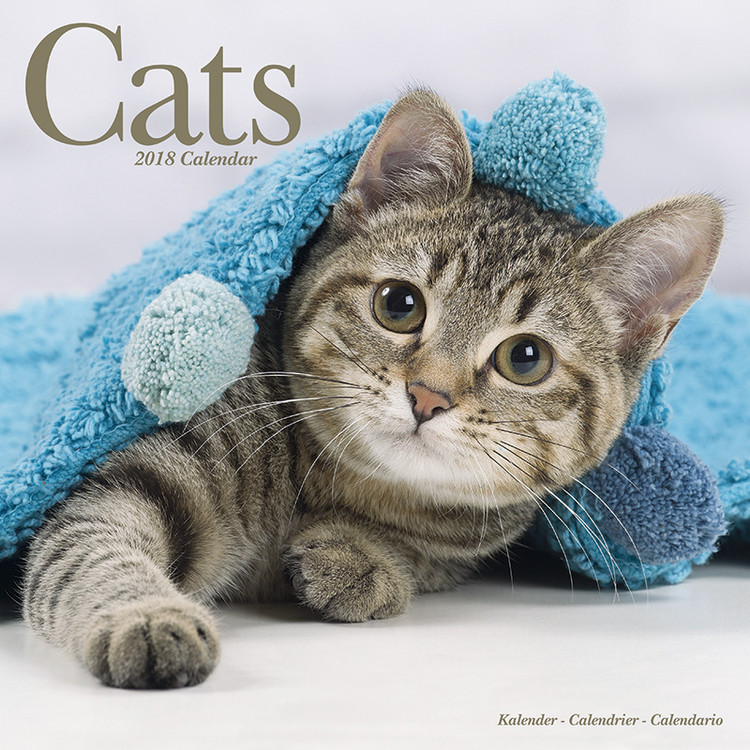 Kalendarz 2027 Cats