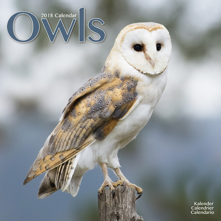 Naptár 2027 Owls