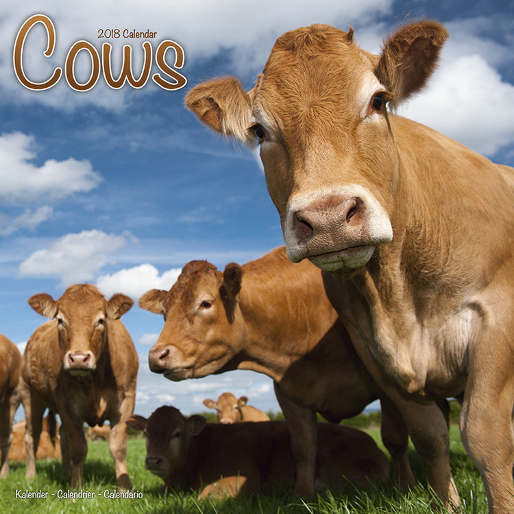 Kalender 2027 Cows