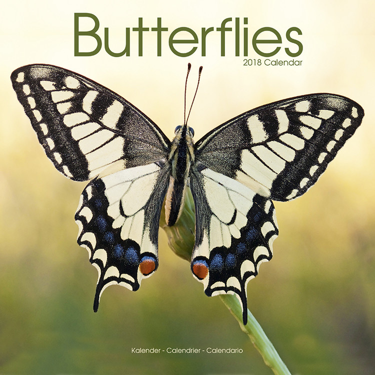Kalendarz 2027 Butterflies