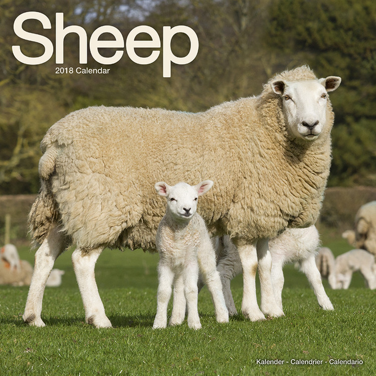 Kalender 2027 Sheep