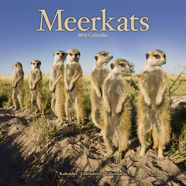 Kalender 2027 Meerkats
