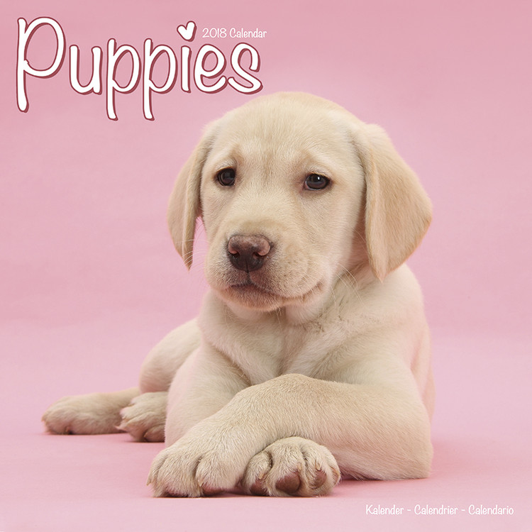 Naptár 2027 Puppies