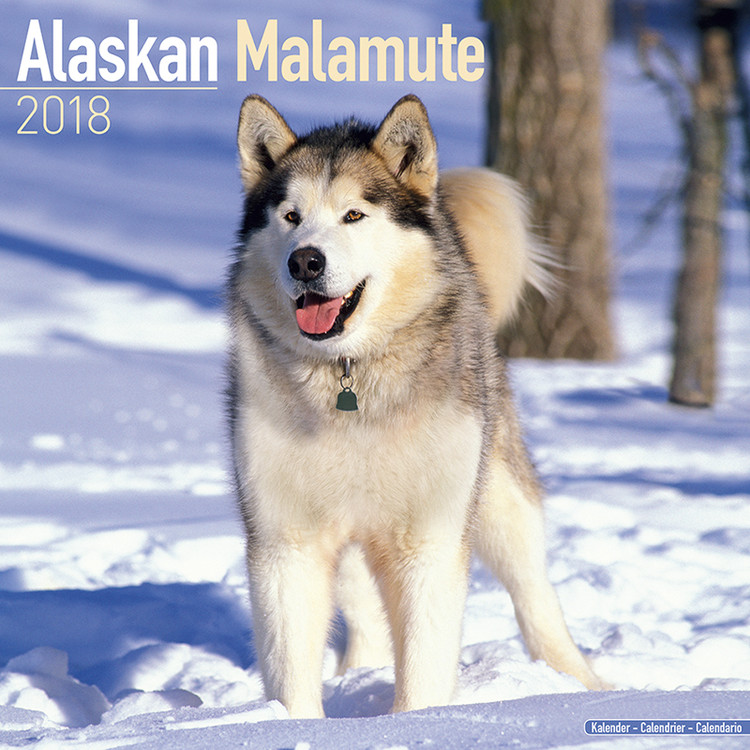 Naptár 2027 Alaskan Malamute