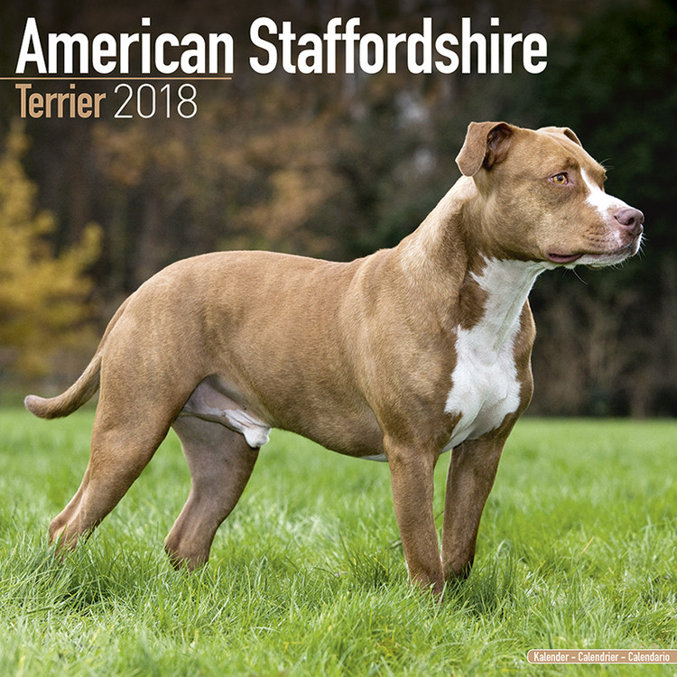 Kalender 2027 Amer. Staff Terrier