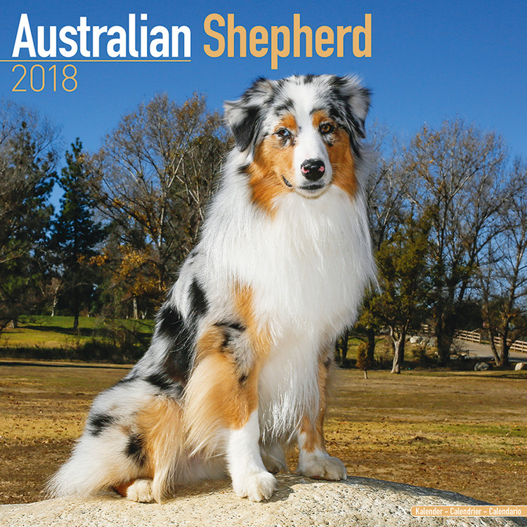 Naptár 2027 Australian Shepherd
