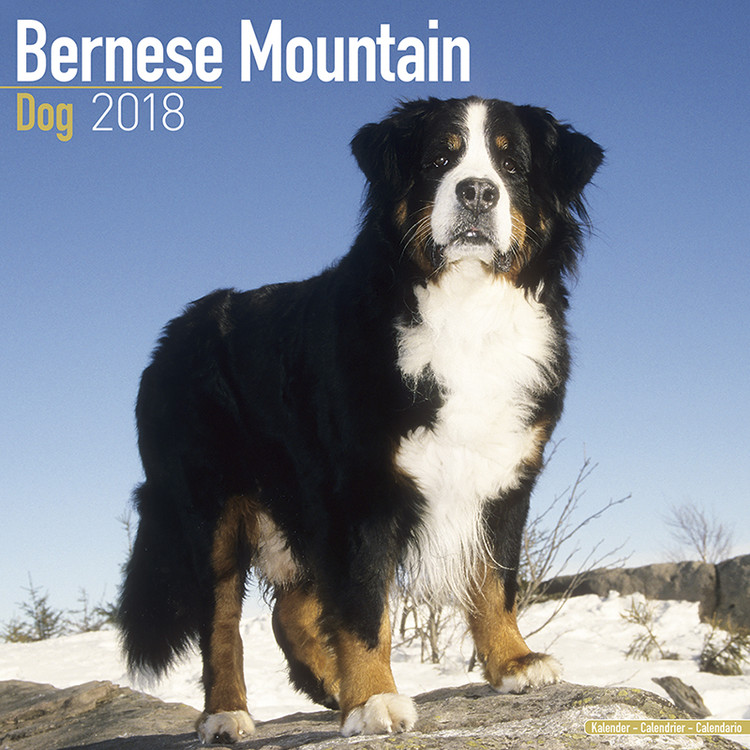 Naptár 2027 Bernese Mountain Dog