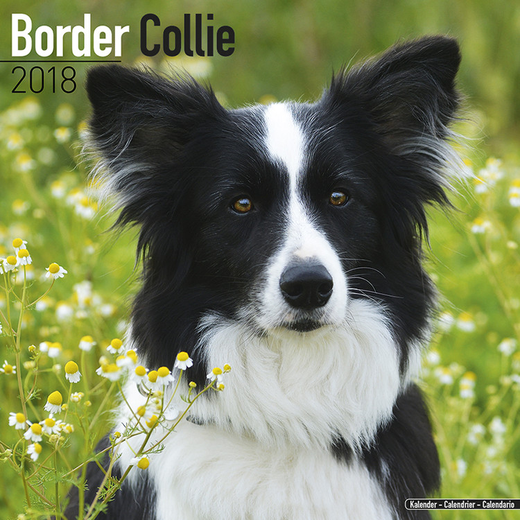 Kalender 2027 Border Collie