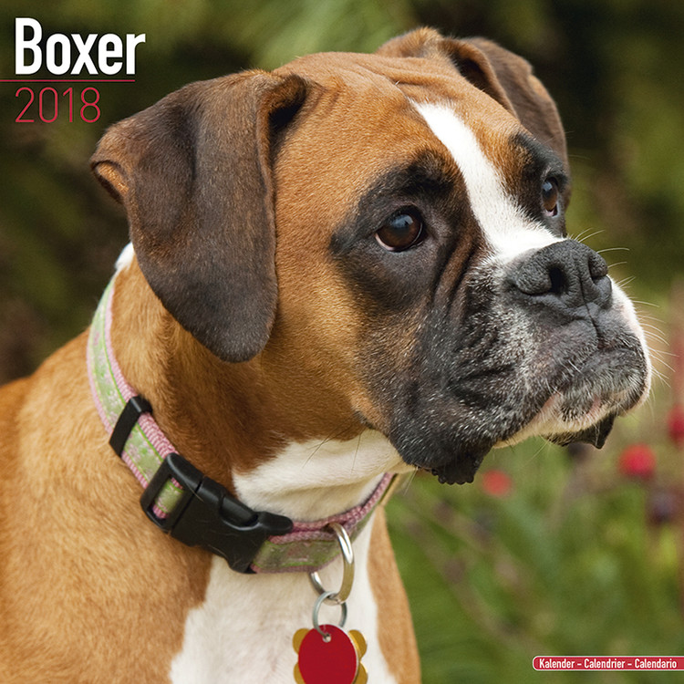 Calendar 2027 Boxer