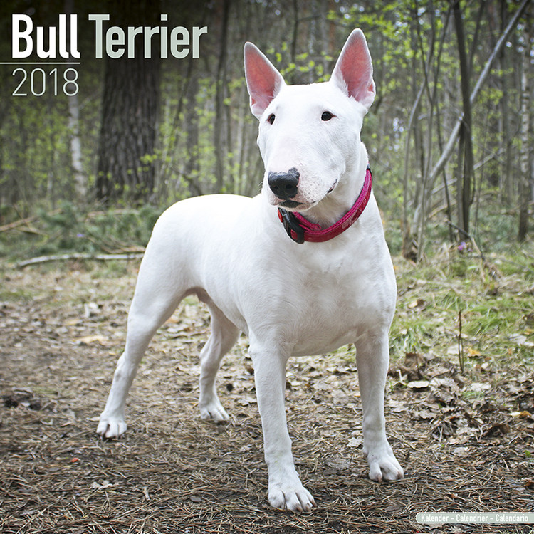 Calendario 2027 Bull Terrier