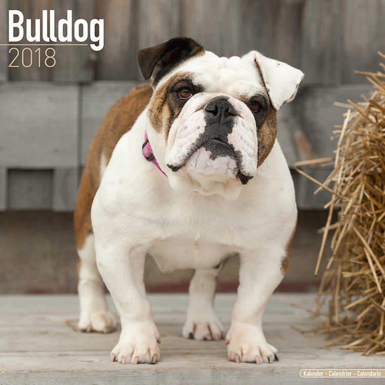 Calendario 2027 Bulldog