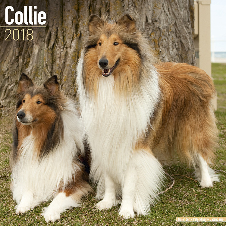 Calendar 2027 Collie