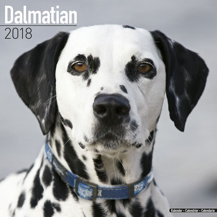 Kalender 2027 Dalmatian
