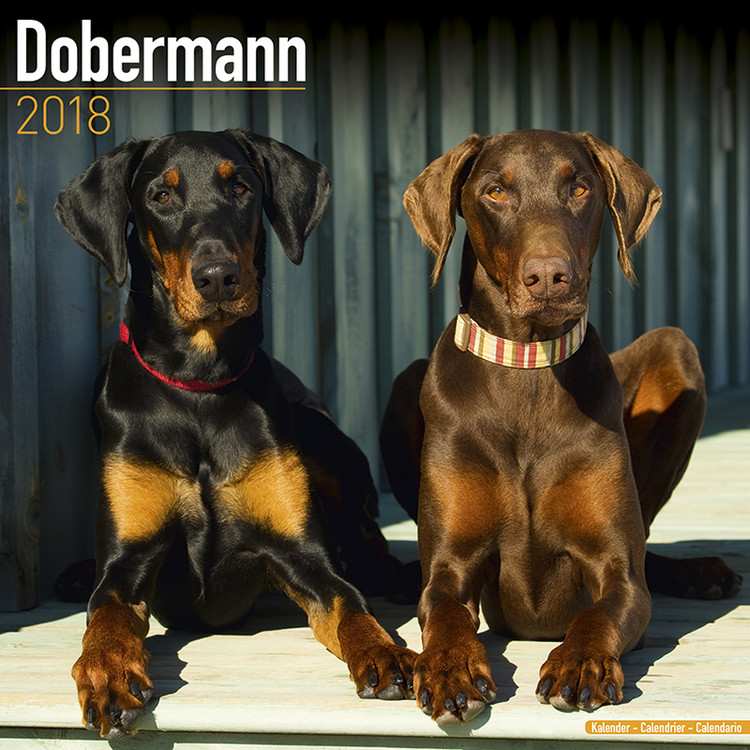 Kalender 2027 Dobermann