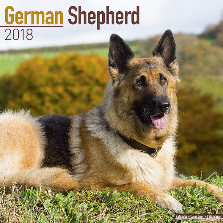 Naptár 2027 German Shepherd