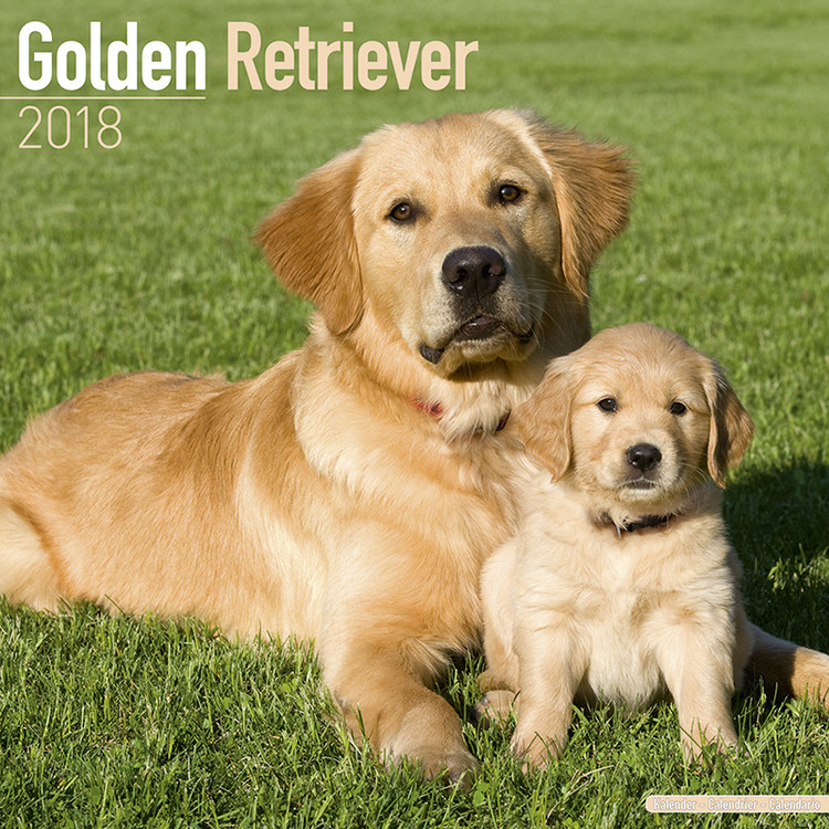 Calendario 2027 Golden Retriever