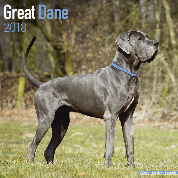 Naptár 2027 Great Dane