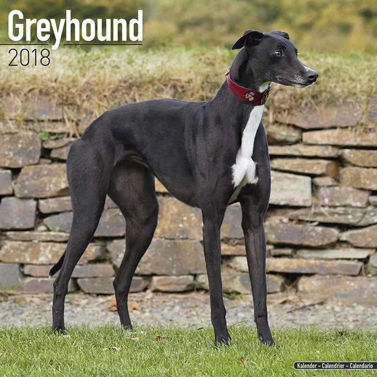 Naptár 2027 Greyhound
