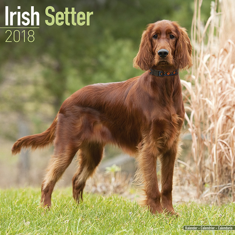 Naptár 2027 Irish Setter